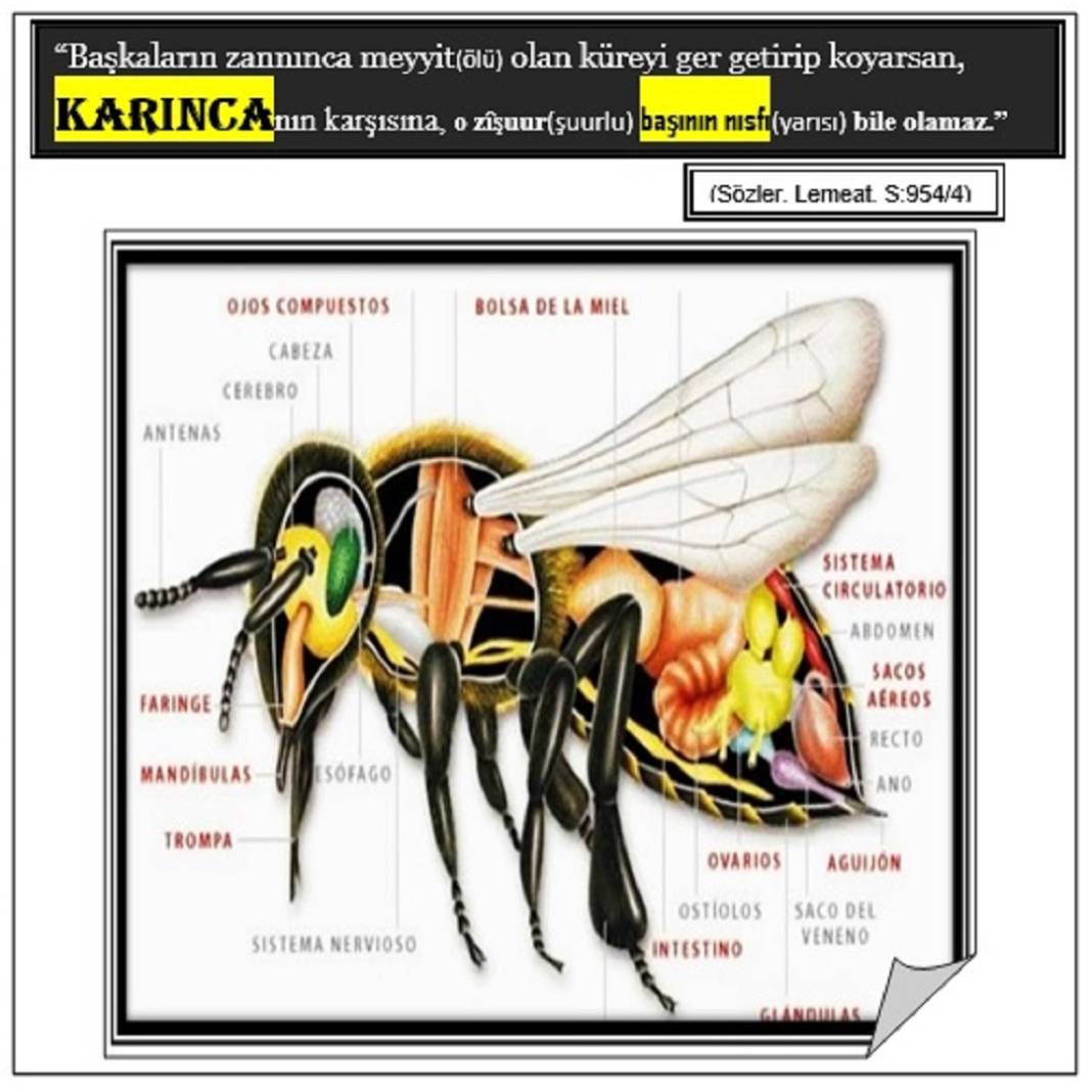 Risale-i Nur’dan Resimli Vecize Kartları 10
