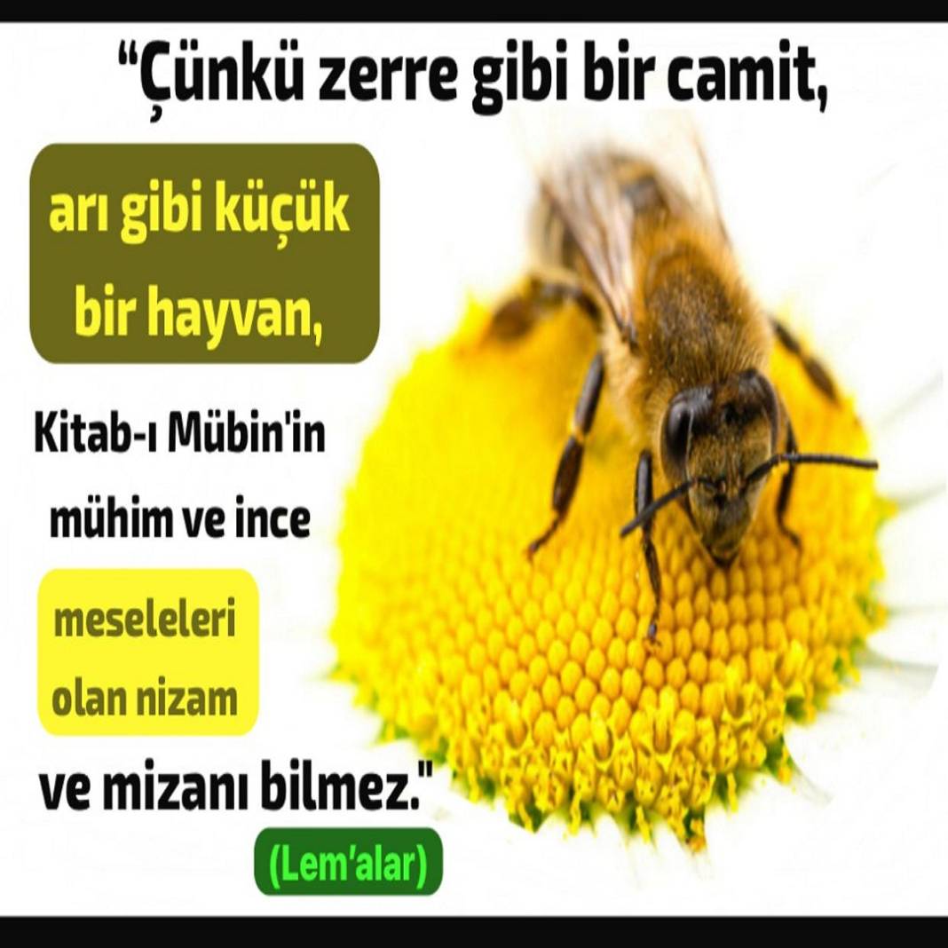 Risale-i Nur Penceresinden; Resimli Vecizeler 22