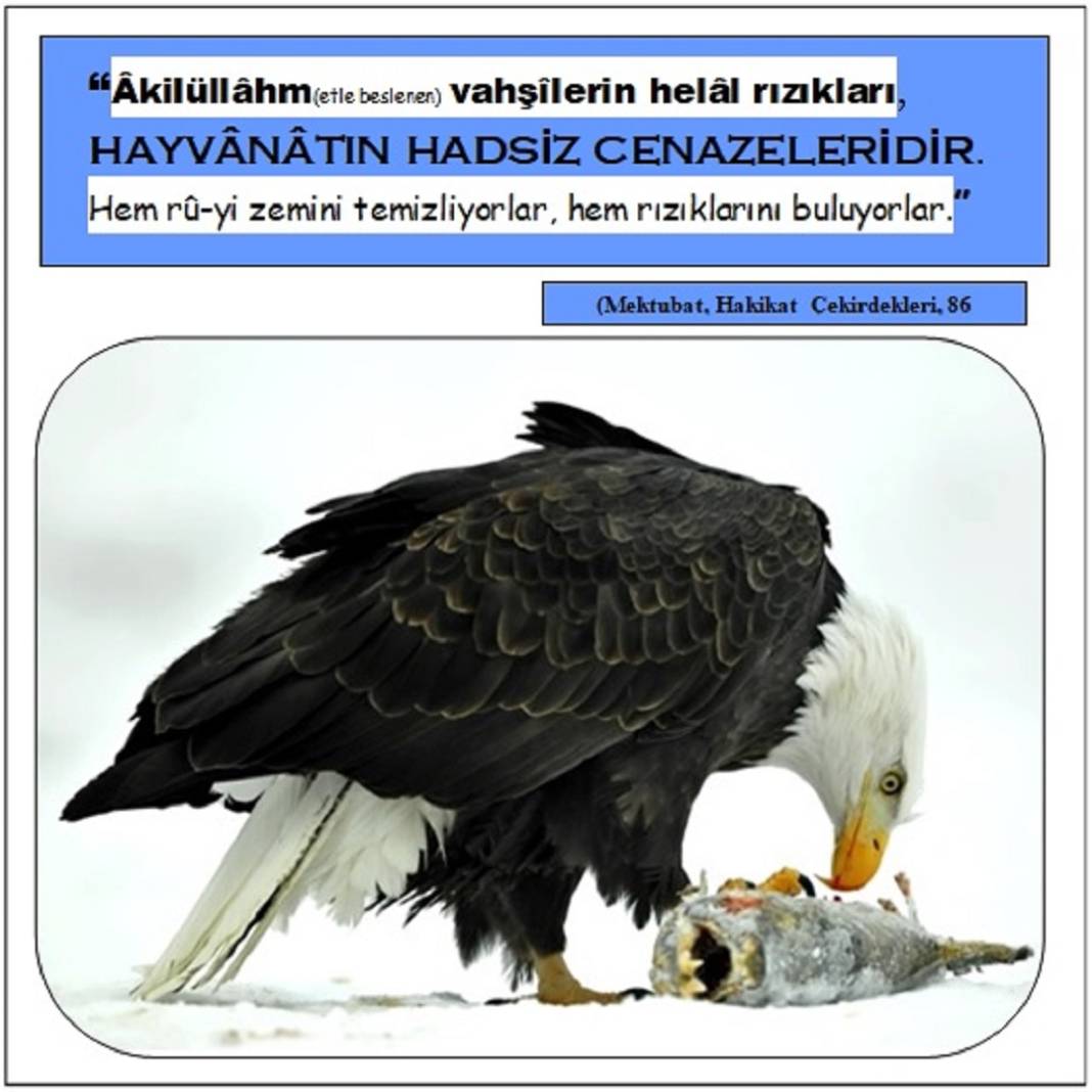 Risale-i Nur’dan Resimli Vecizeler 38