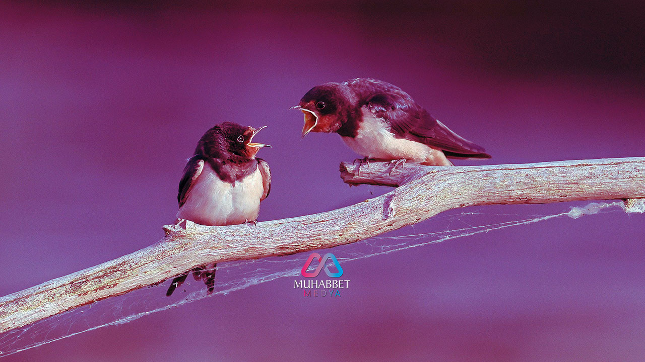 Aile Hayatını Bozacak Davranış: Kadının Nankörlük Yapması