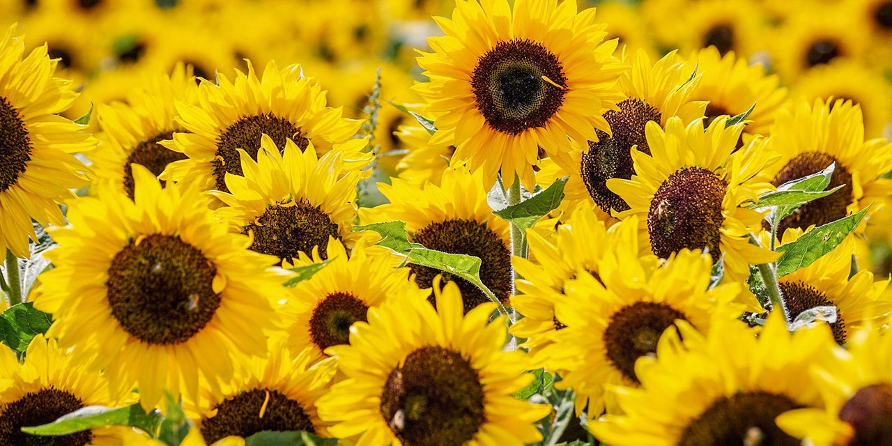 Nükleer Afetlerin Temizleyicileri olarak Ayçiçekleri: Tevhidin parlak aynaları