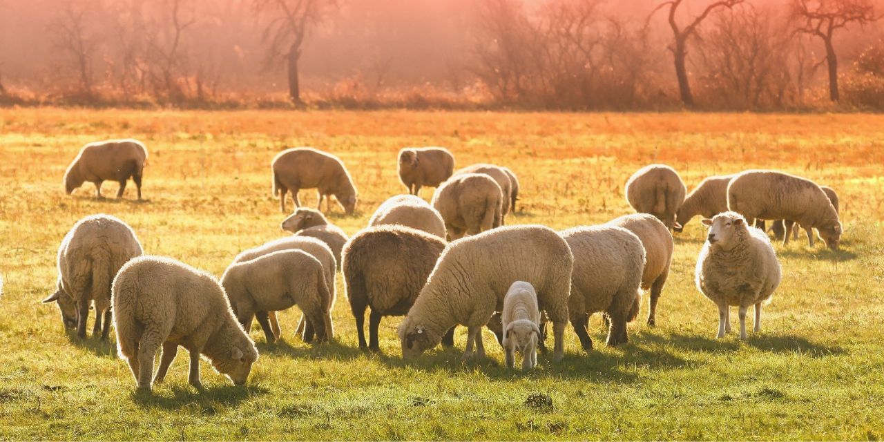 Kurban ibadeti ile ilgili çok merak edilen sorular ve cevapları