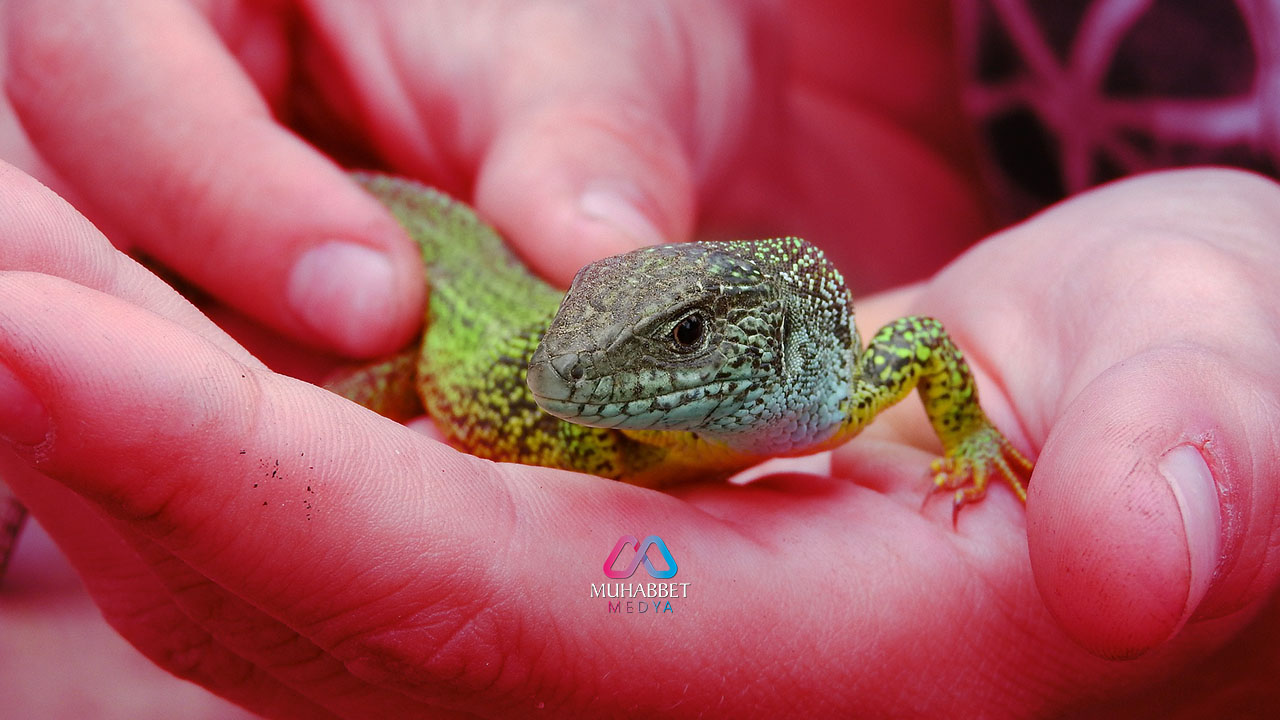 Japon Mimarın Duvarın Arkasında Bulduğu Sevgi Dolu Bir Hikaye