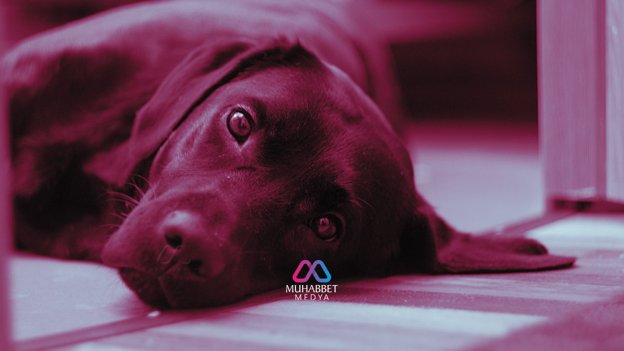 Hayvan türlerinin de insanlar gibi “ümmet” olması ne anlama geliyor?