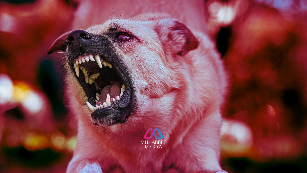 Sokak köpekleri sokaklarda başıboş dolaşsın diye havlayan sanatçı bile var