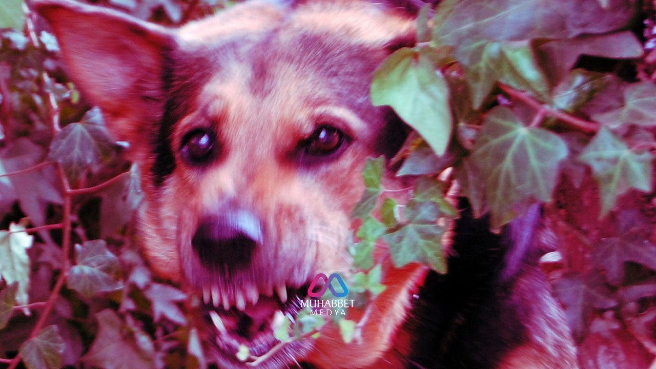 İtiraz edenler “Bir sokak köpeği sahiplenmeyi düşünür müydünüz’’ sorusuna hayır diyor