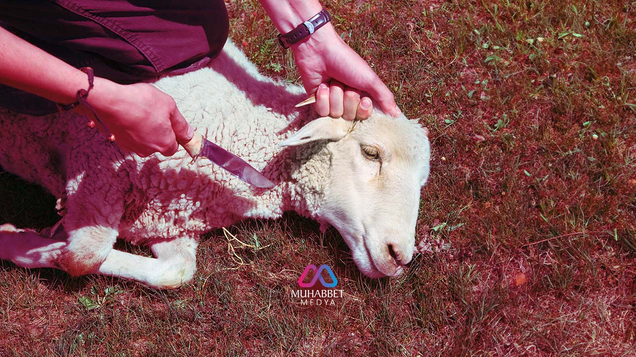 Kurban kesilirken acı hisseder mi? Kurbanlık hayvanlar kesim anında neden acı duymaz? Bilimsel olarak ispatlandı