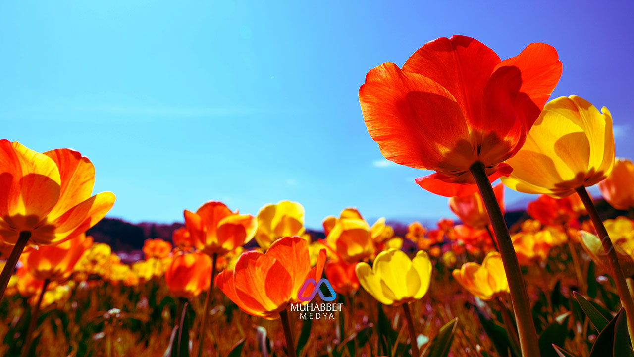 Toplumsal ve sosyal zeminde çiçeklerin açacağı bir bahar nasıl gelecek?