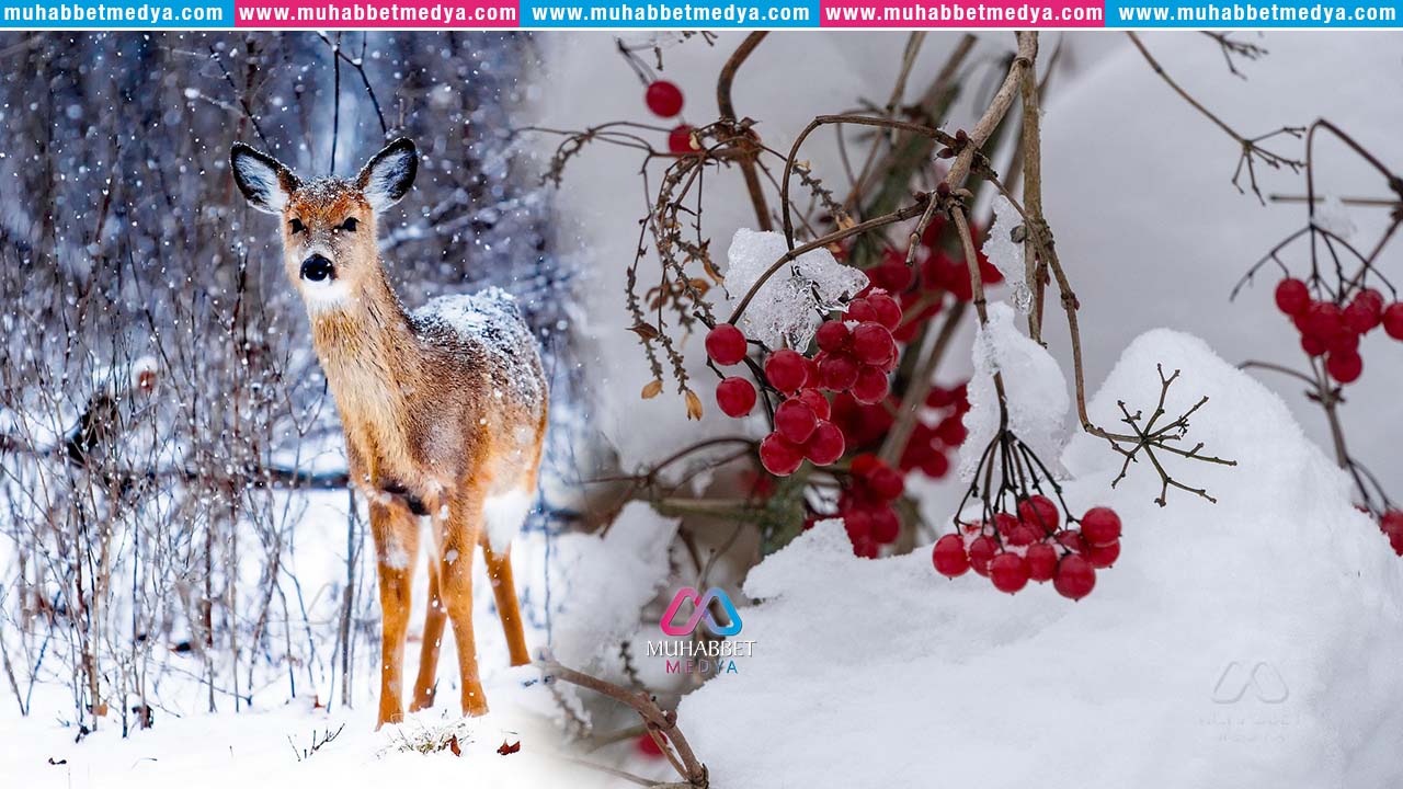 Allah’a Karşı Gelmekten Sakınmak İçin Gerekli Tefekkür