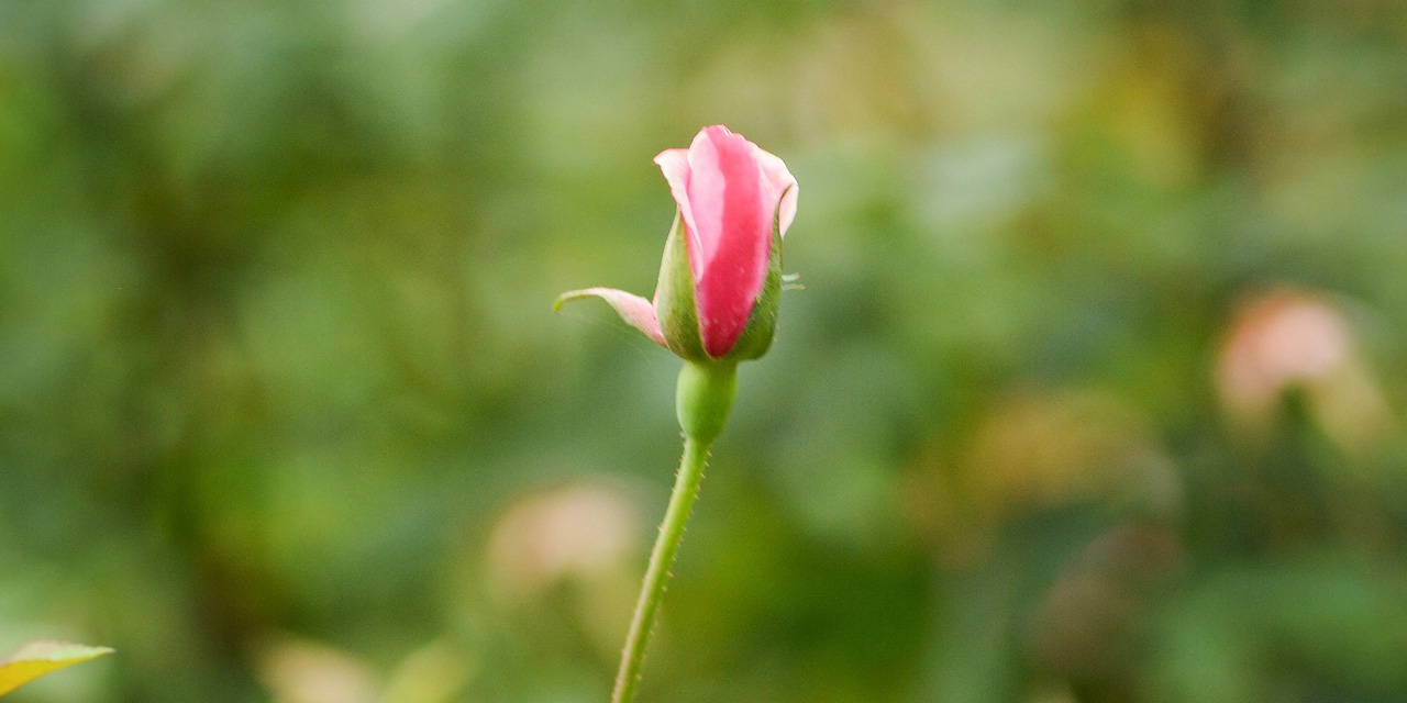 Sevgiyi Yürekte Yeşertebilmek