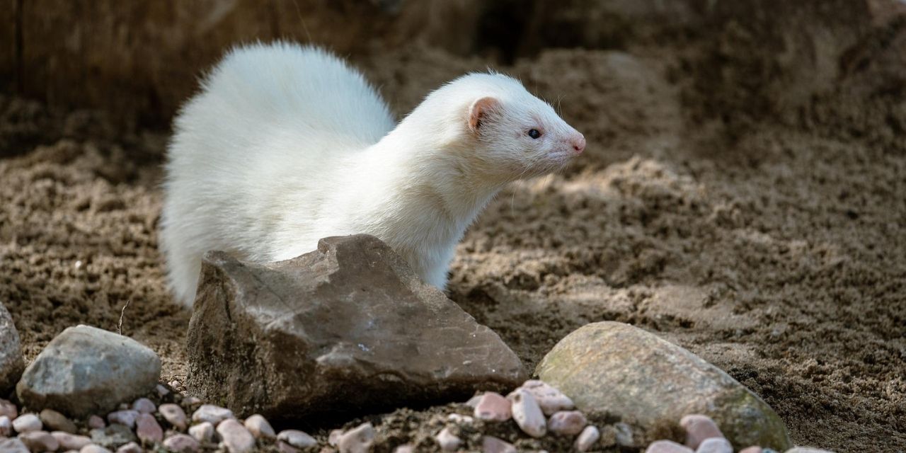 Gelincik Hikayesi ve Bizim Gelincikler...