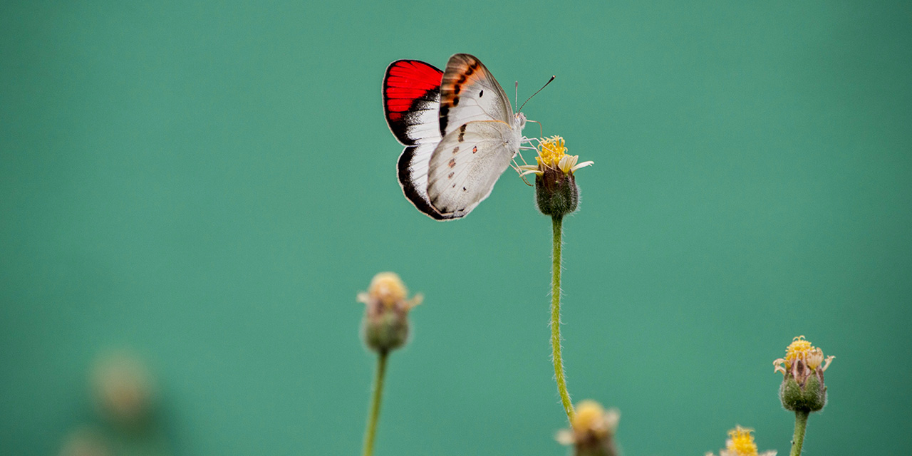 Yaprak Tomurcuğa Beden Ruha Yük Mü?