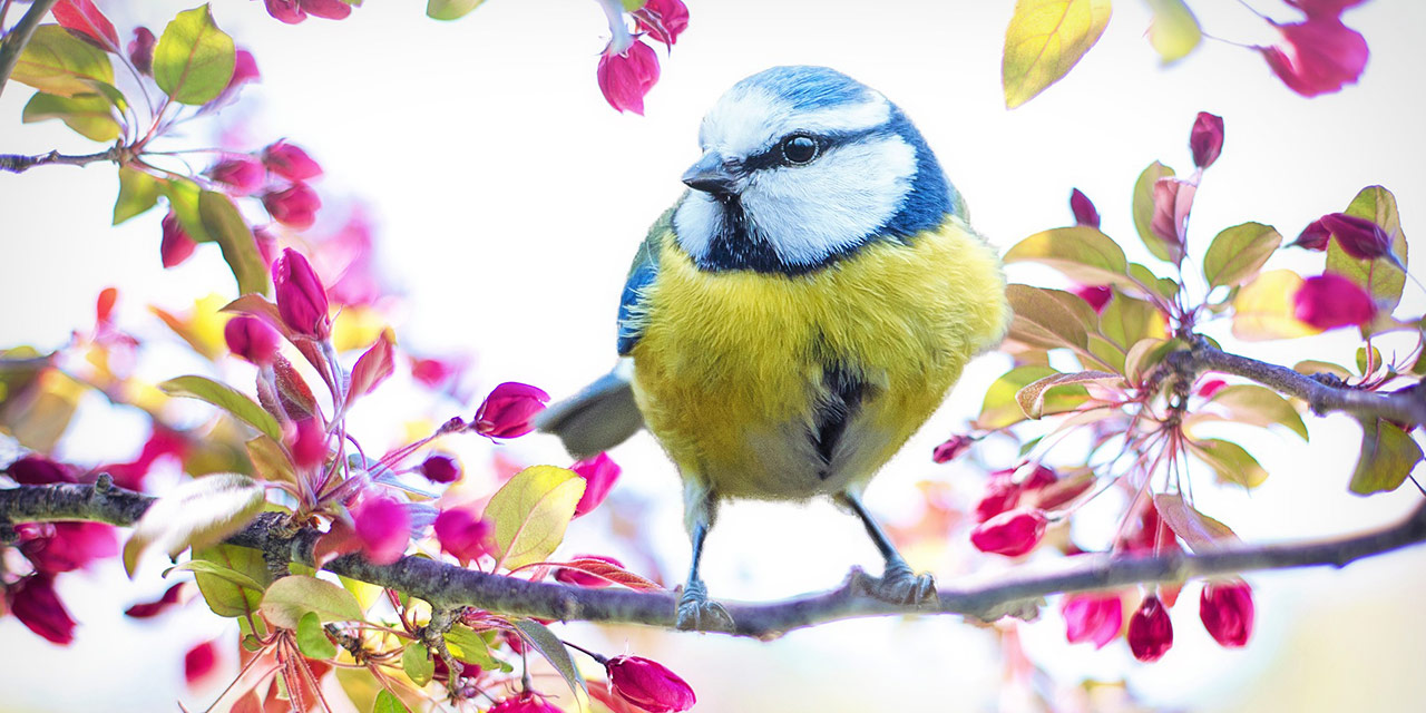 Allah’ın boyası nedir?