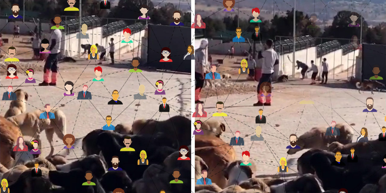 Konya'daki köpek katliamının arkasındaki psikolojik gerçekler