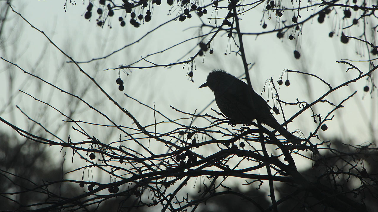 Yürek Yorgunluğu Ayrılık