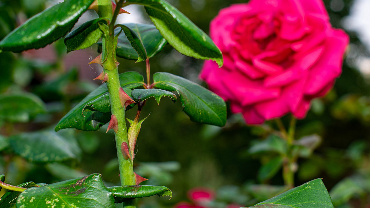 'Güzel gören, güzel düşünür' ise deprem de güzel mi?