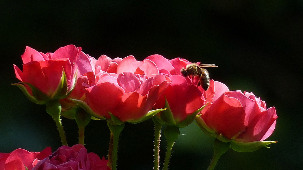 Dünyayı cennete çevirmek de ateş çukuruna dönüştürmek de insanın elindedir