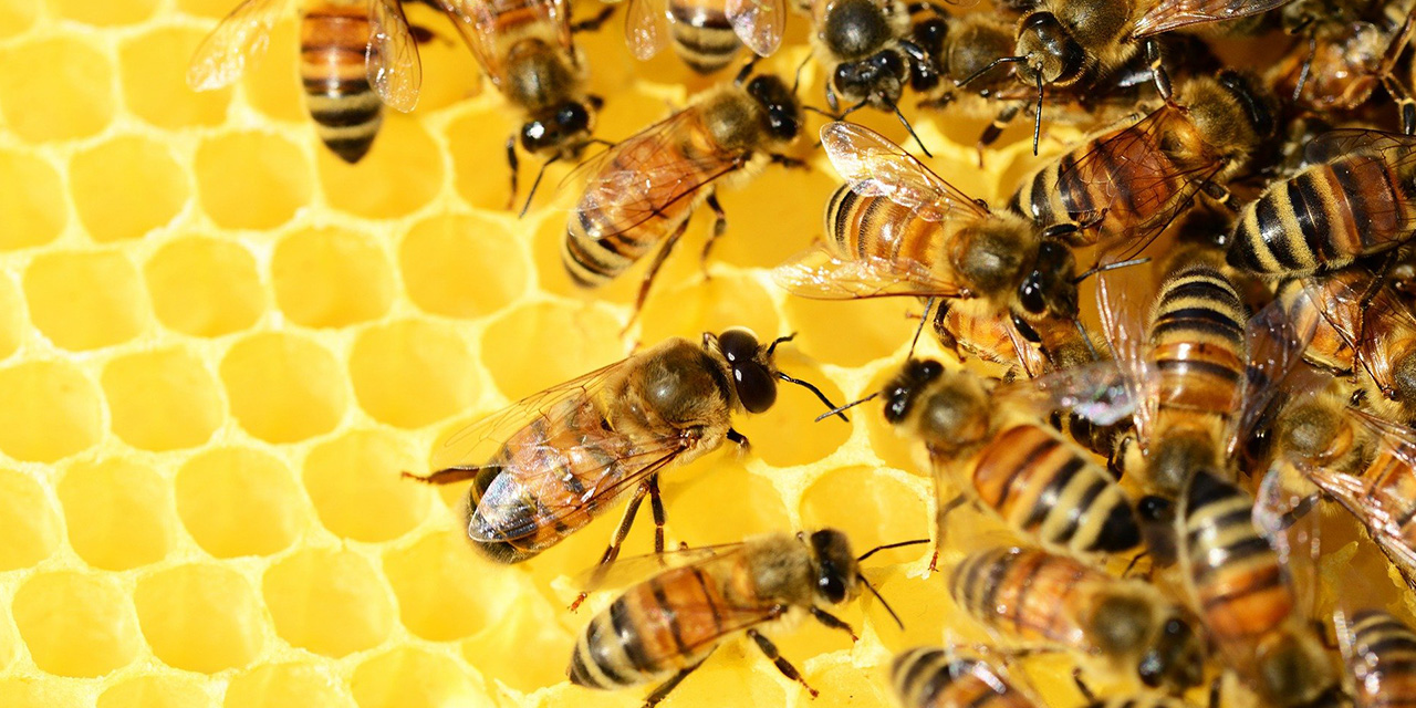 Şifa Kaynağı, Hakiki Balı Eksik Etmeyin