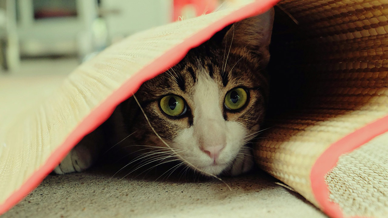 ‘Allah'ın bildiğini kuldan saklamak’ doğru mu? Kötülükler niçin gizlenmeli?