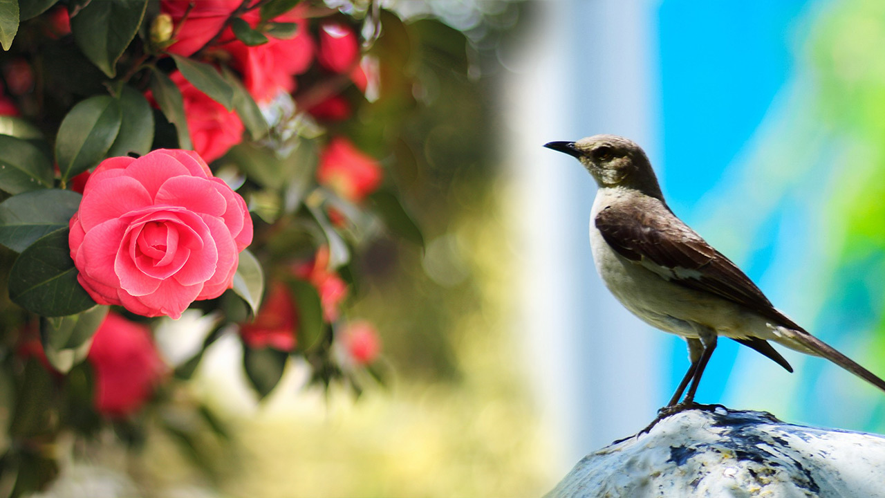 Meşrebi muhabbet olanlara ne mutlu!