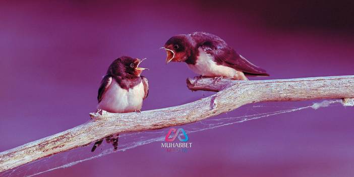 Aile Hayatını Bozacak Davranış: Kadının Nankörlük Yapması