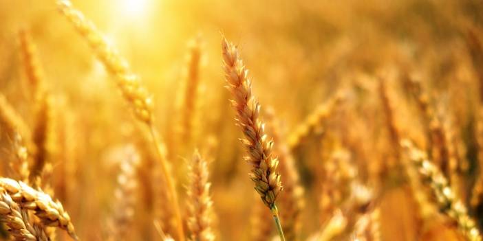 Teşekkür ve Şükür